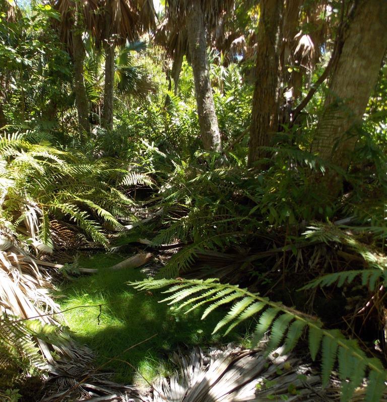 Spike rushes, ferns and Bermuda Palmettos in the interior of Paget Marsh